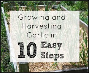 Garlic is one of the easiest things to grow and has a very long shelf life. Here is a step by step guide to growing yourself some amazing garlic!