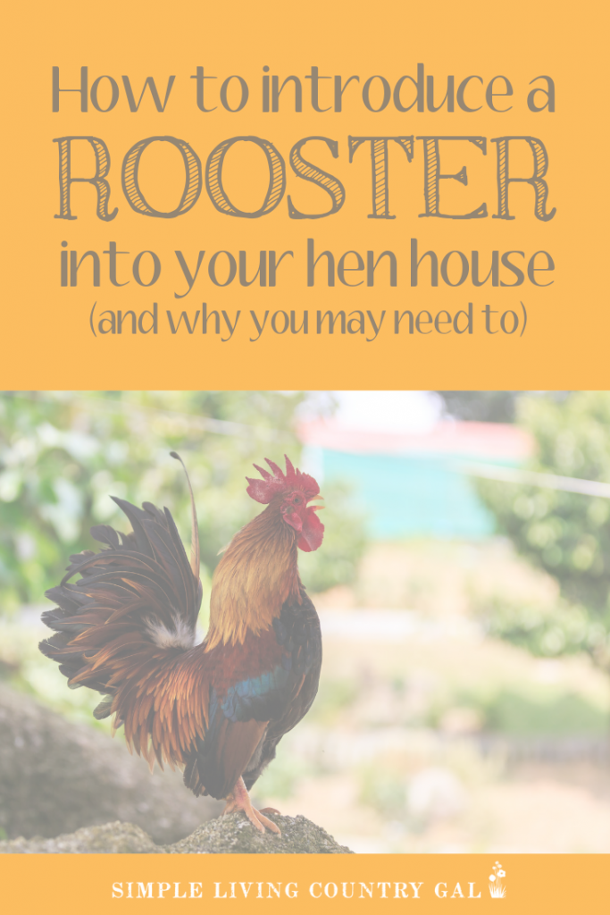 how to add a rooster to your hen house