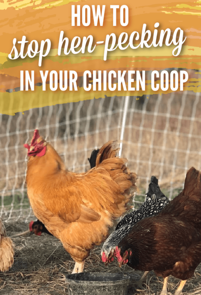 How to stop hen pecking in the coop