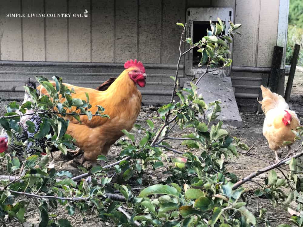 a chicken hiding in branches in a chicken run