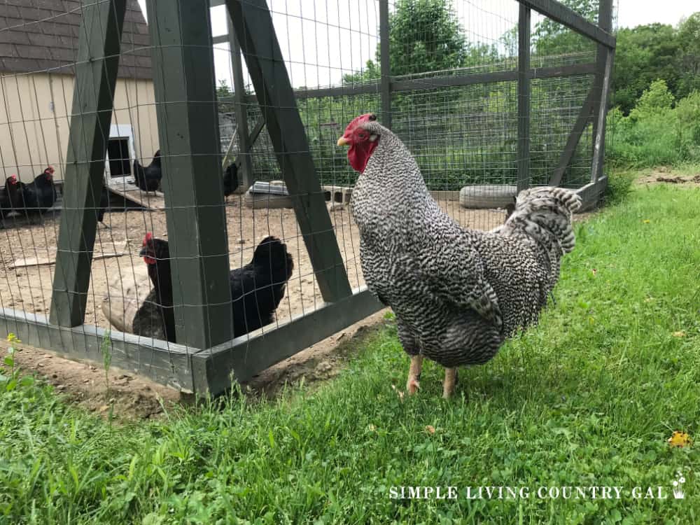 a grey and white rooster standing near a black hen