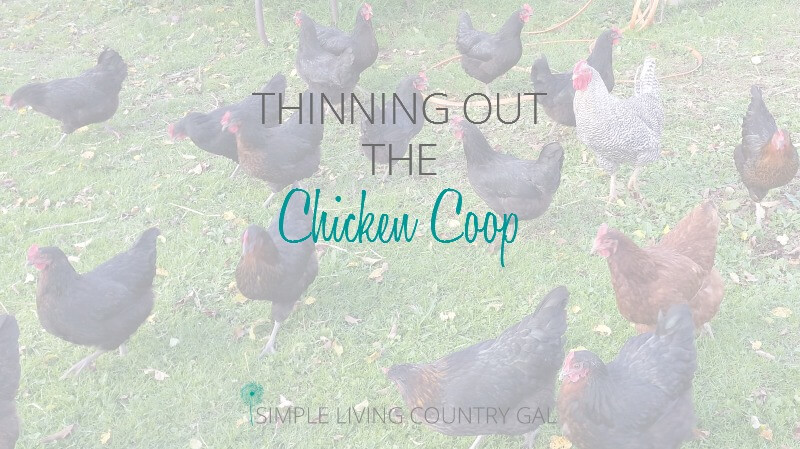 Thinning Out The Chicken Coop