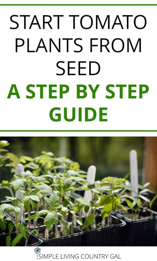 Starting Tomato Plants From Seed | Simple Living Country Gal