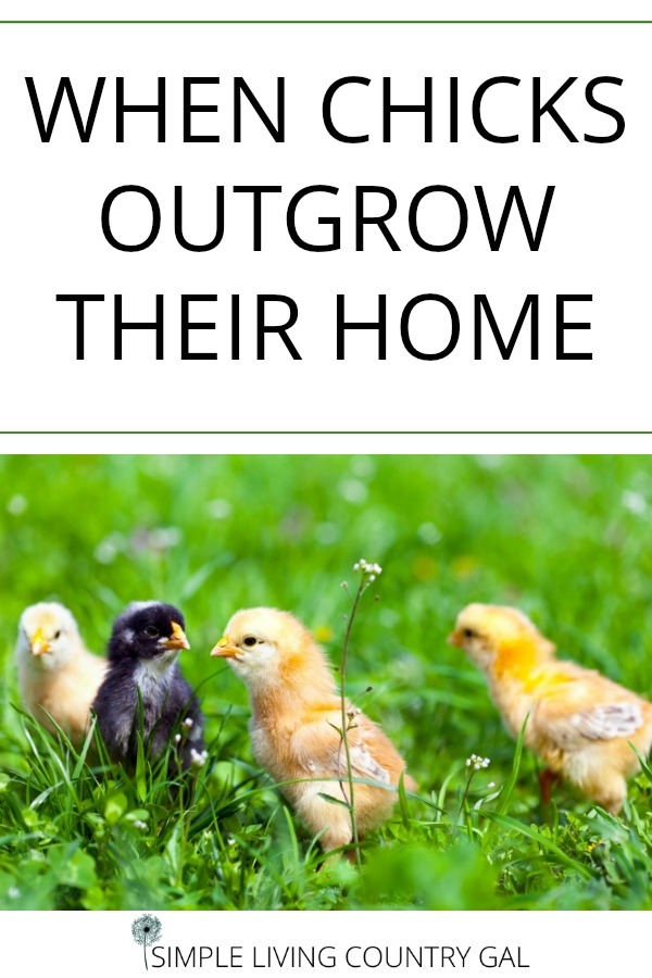Nothing grows quicker than baby chicks! Be ready with a temporary home before they move to the coop.