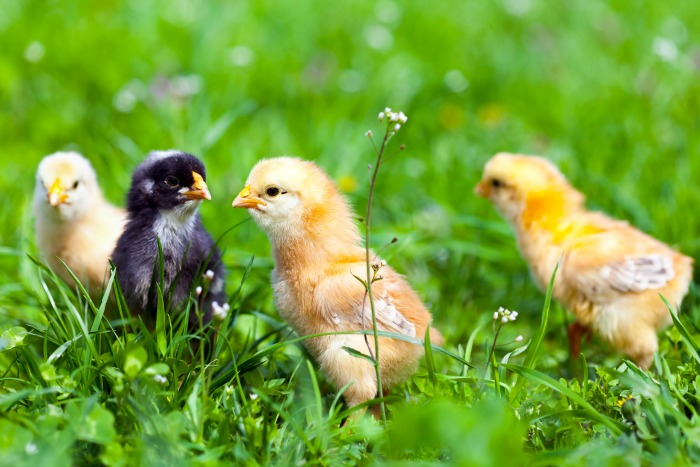 These chicks walk through the grass. Be sure to always keep an eye on them and make sure they are safe