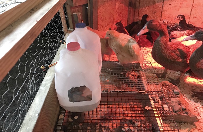 For temporary chick housings, use what you have like these milk cartons for water