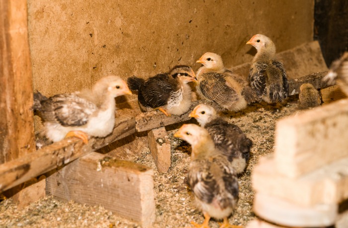 Include a stick in the chicks home before they outgrown the cardboard box