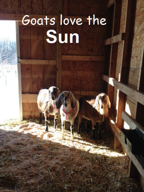goats in the sun