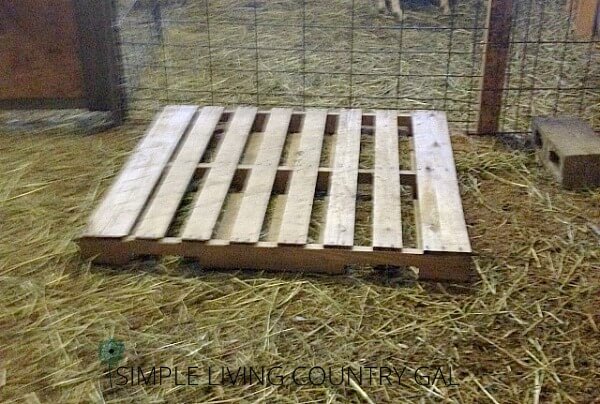 How to build a raised goat bed DIY