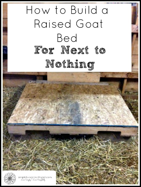 raised goat bed