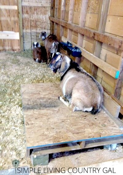 A DIY raised goat bed being used by our goat