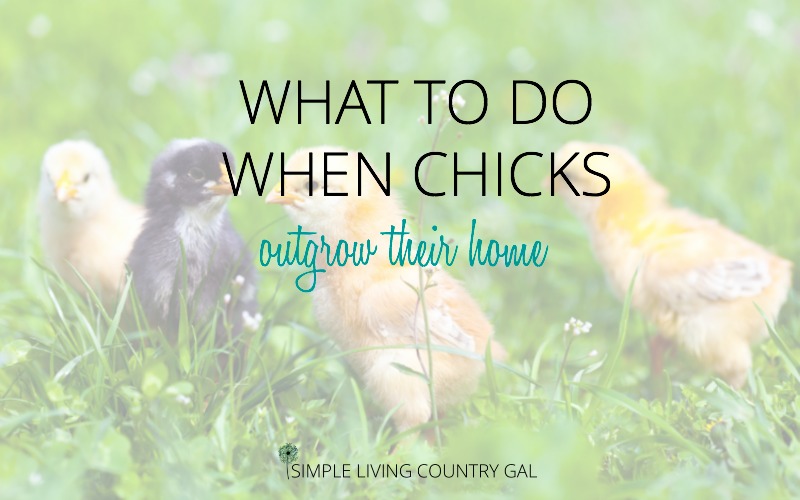 What to do when chicks outgrow their homes