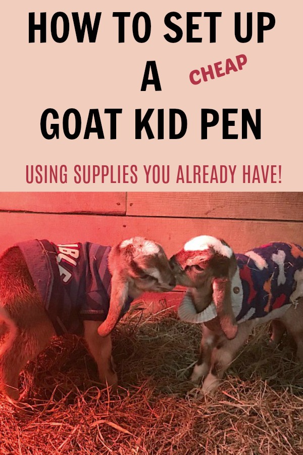 How To Set Up A DIY Goat Kid Pen | Simple Living Country Gal