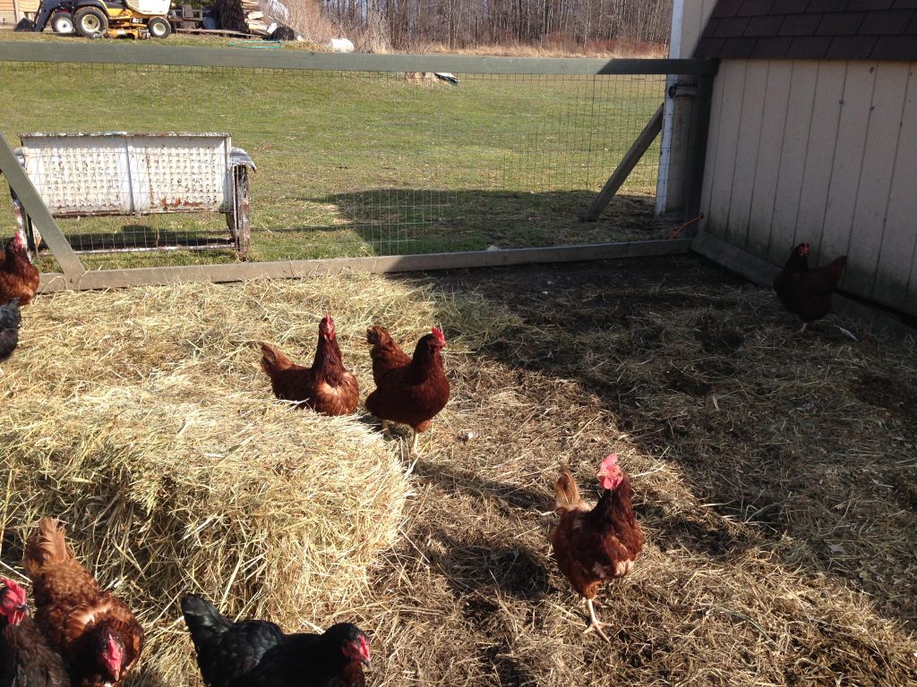 chickens in a wet chicken run. 