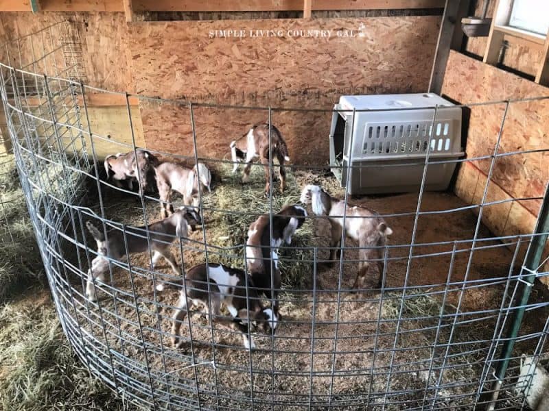 How To Set Up A DIY Goat Kid Pen Simple Living Country Gal