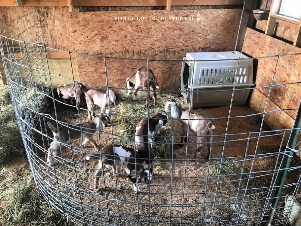 baby goats playing in a goat kid pen