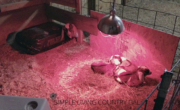 Kids sleeping under a heat lamp. How to set up a pen for your goat kids