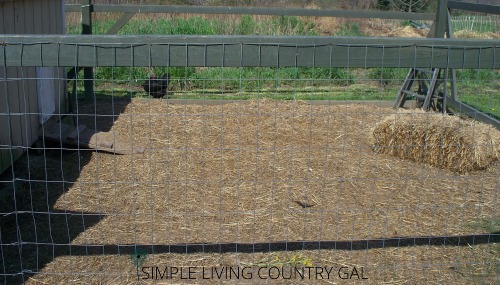 How To Deal With A Wet Chicken Run Simple Living Country Gal