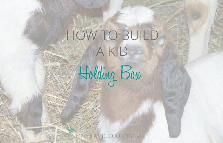 Building A Kid Holding Box
