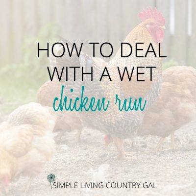 CHICKENS PECKING THE ROUND. HOW TO DEAL WITH A WET CHICKEN RUN