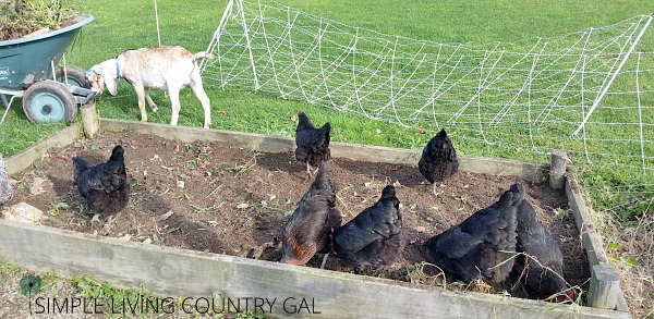 Chickens playing in a raised garden bed with a goat near by