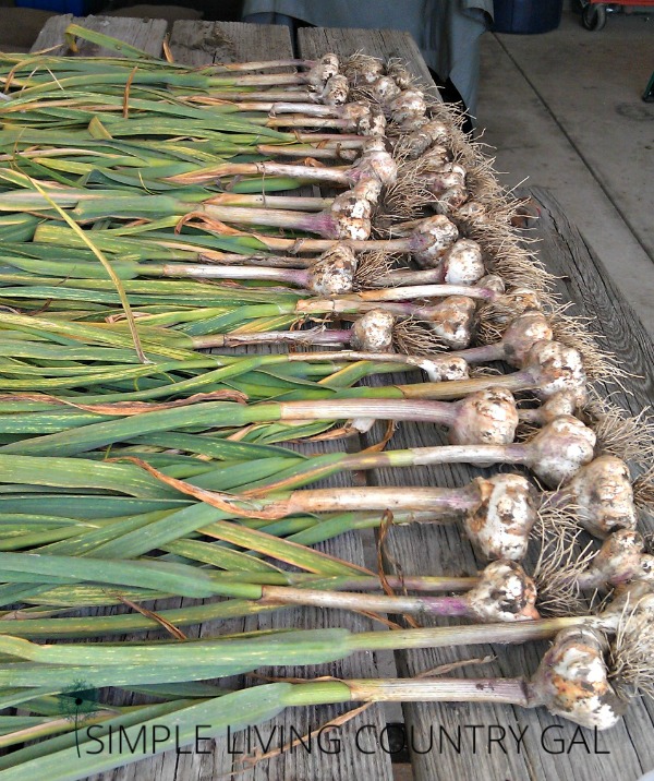 A table to harvest garlic from a backyard garden