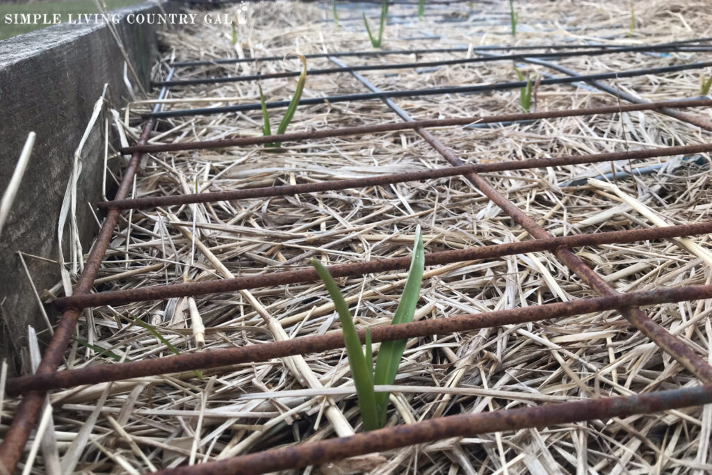 garlic shooting out of the ground with fencing and straw protecting it