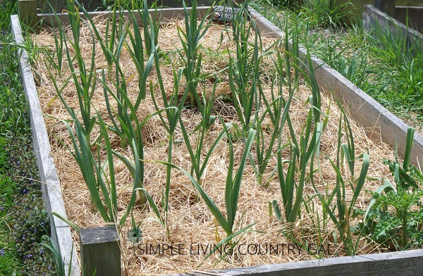 Garlic growing in a raised bed