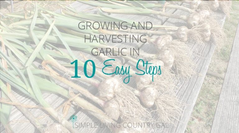 How to Grow Garlic Start To Finish In 10 Easy Steps