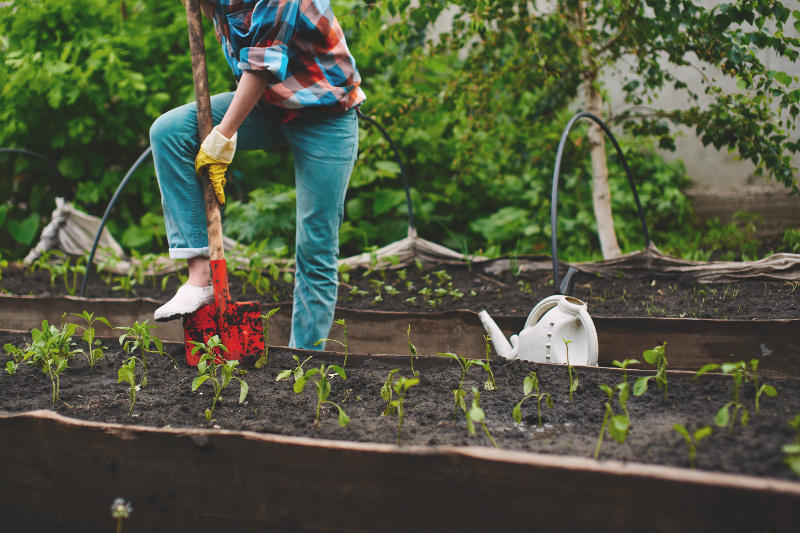 A woman shovels dirt in her garden as she preps her soil for a garden harvest. 