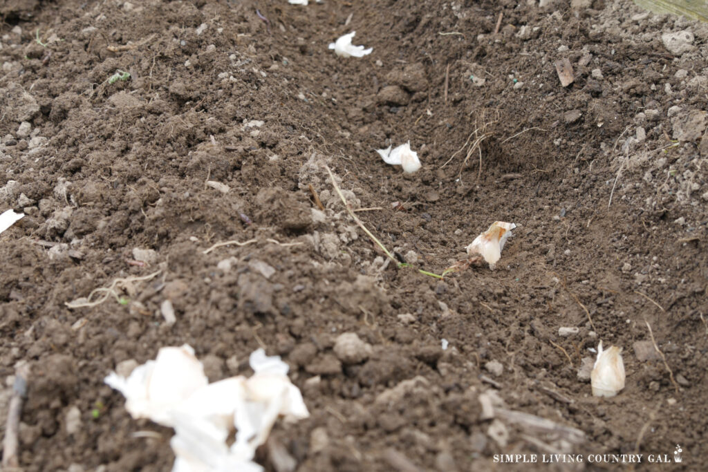 garlic cloves planted in a row to grow in a garden