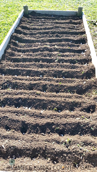 Dug rows in a raised bed with garlic cloves in each row