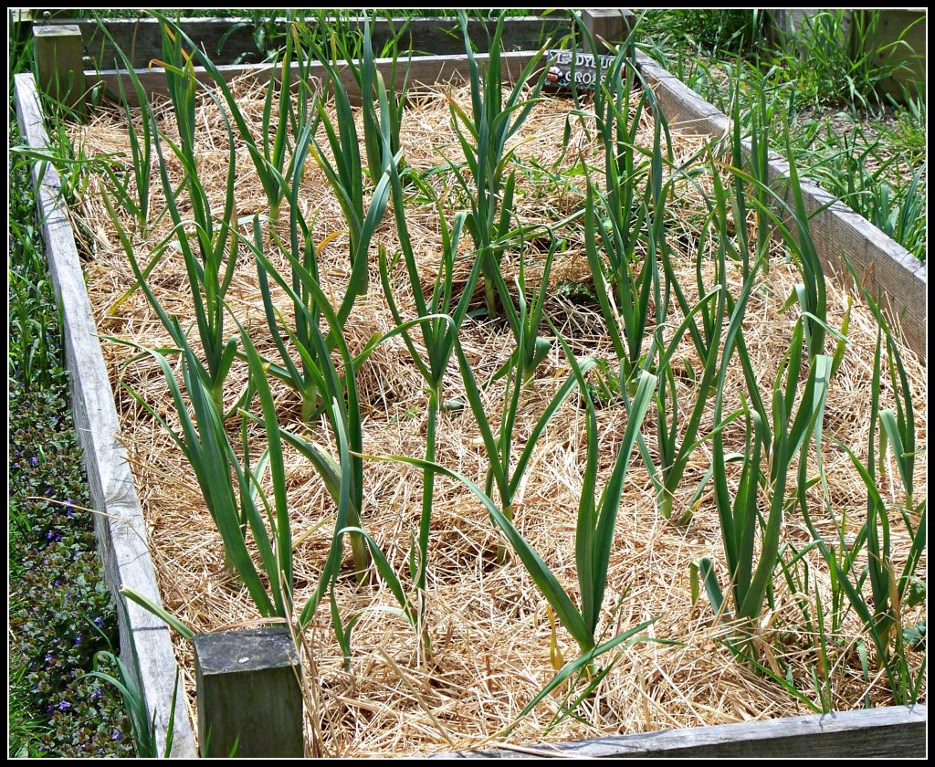 garlic growing in a raised bed mulch with straw