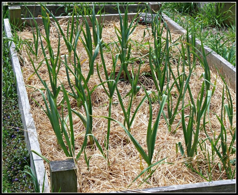 How to Grow Garlic Start To Finish In 10 Easy Steps Simple Living