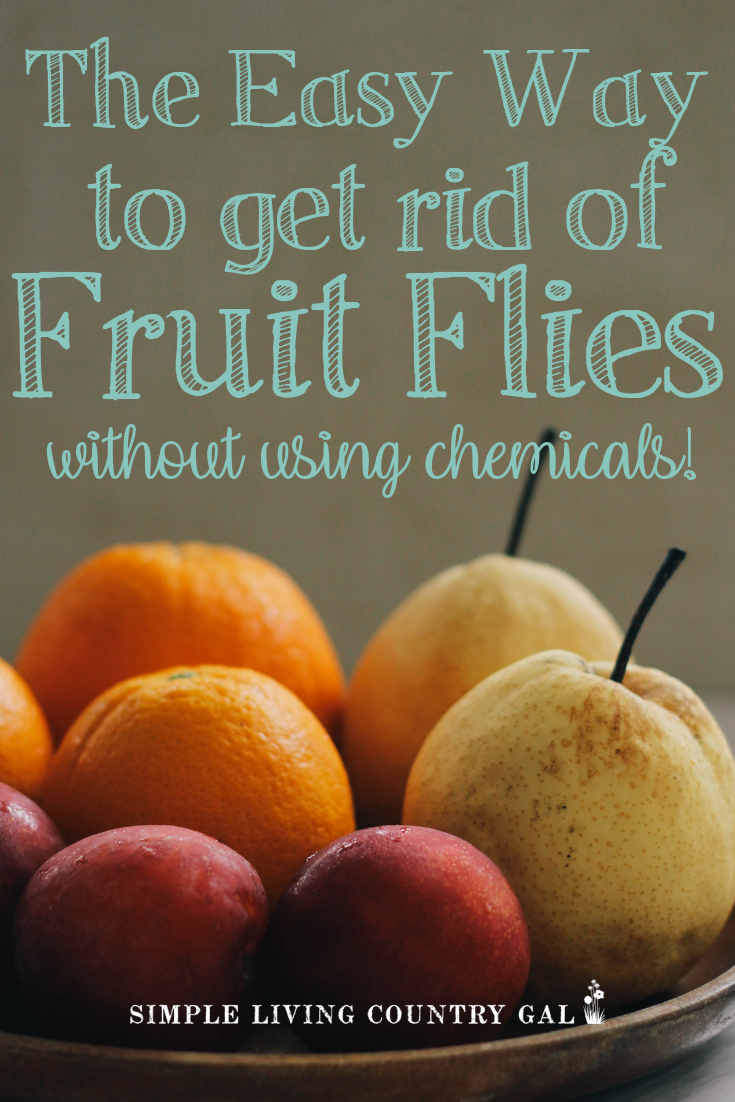 The Easy Way To Get Rid Of Fruit Flies Without Sprays Simple Living