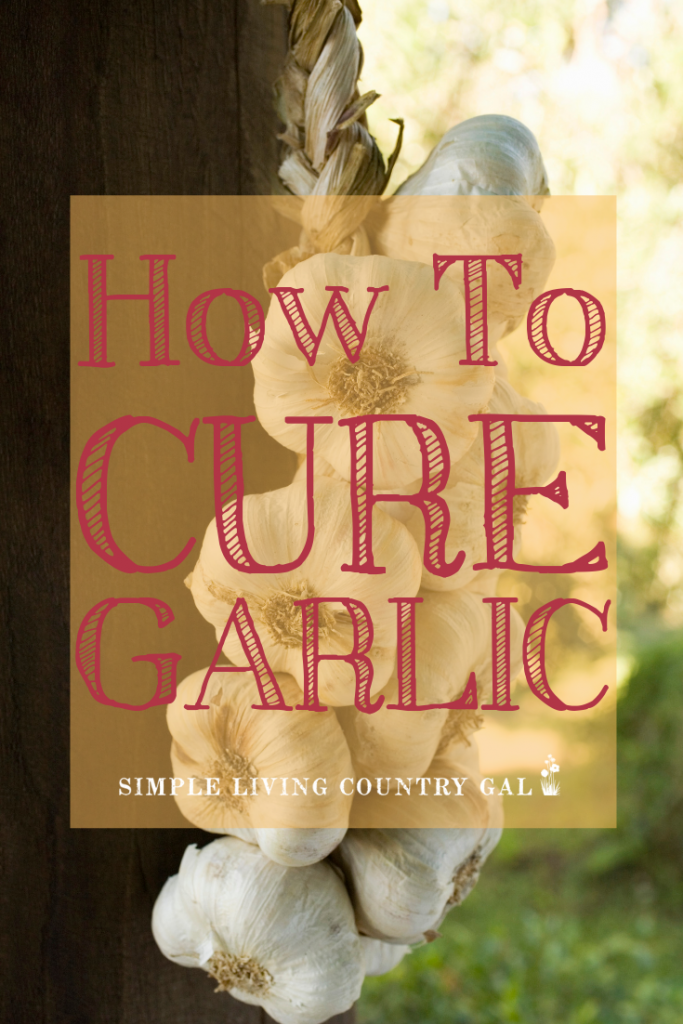 How to cure garlic: step by step tutorial on how to cure homegrown garlic the easy way