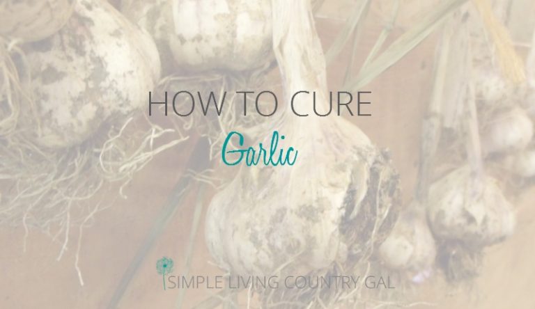 How To Cure Your Garlic