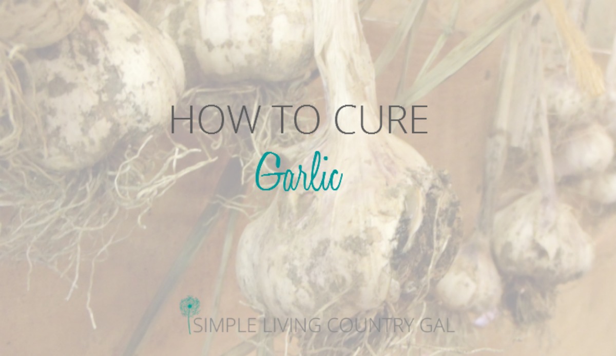 How to Cure Garlic Step by Step Guide Simple Living Country Gal