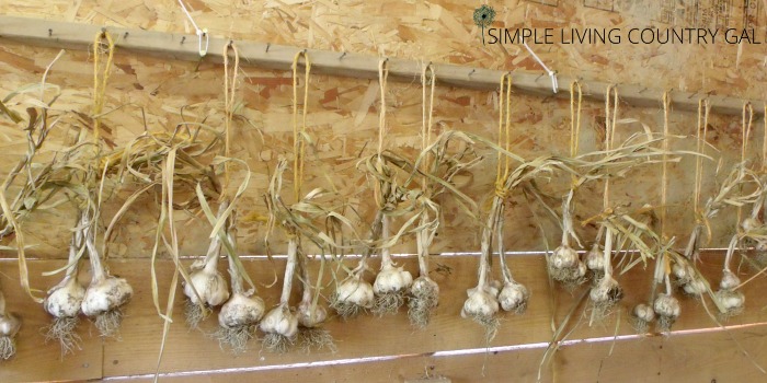 Garlic hanging a curing from a drying board in the barn.