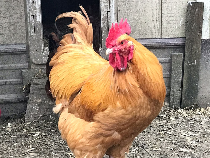 Rooster outside of a coop with diy milk crate nesting boxes inside