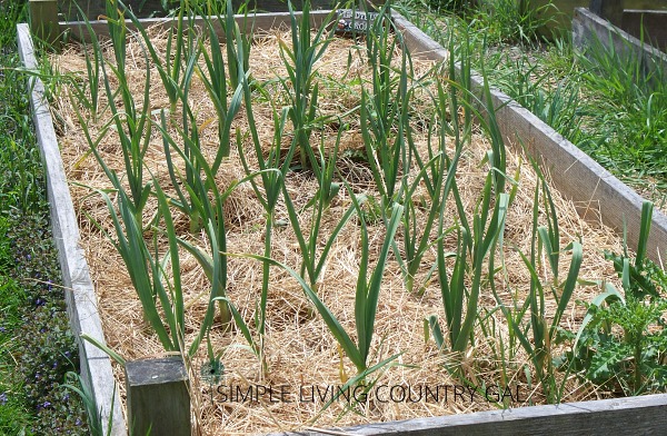 Garlic in the spring. First time gardener vegetables