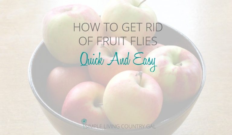 The Easy Way To Get Rid Of Fruit Flies Without Sprays