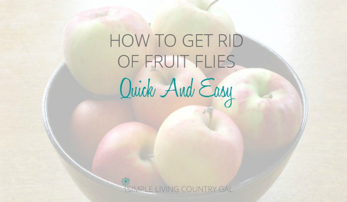 Fastest Way To Get Rid Of FRUIT FLIES!!! 
