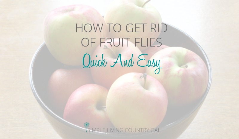 If you have fruit flies and want them gone without using chemicals, you've come to the right place!