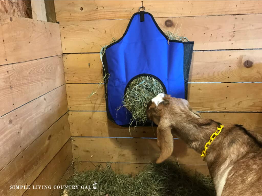 a brown goat eating hay from a blue hay bag