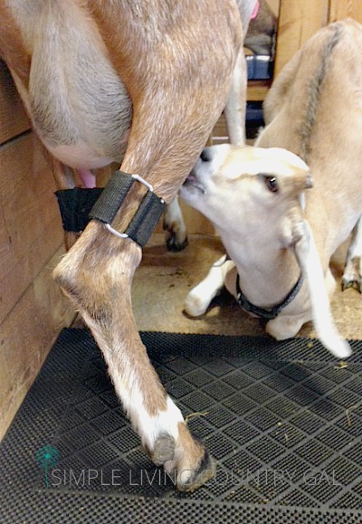 How to milk a difficult goat using goat hobbles. 