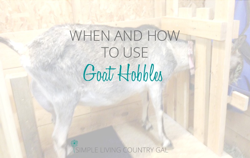 Goat Hobbles are a safe and effective way to keep you and an uncooperative doe safe on the milk stand. Find out when and how to use Hobbles and where to get them.