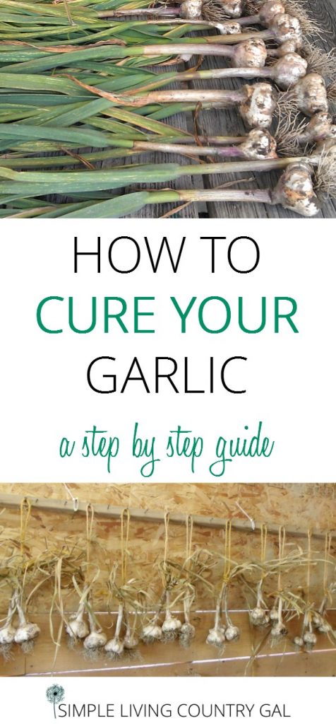 A step by step guide on how to cure your own garlic the easy way.