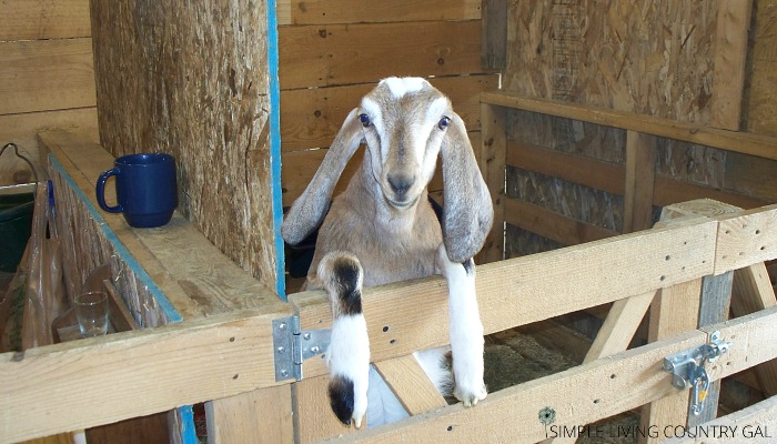 how to easily train your goats