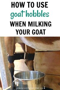 How To Milk A Difficult Goat Using Goat Hobbles | Simple Living Country Gal